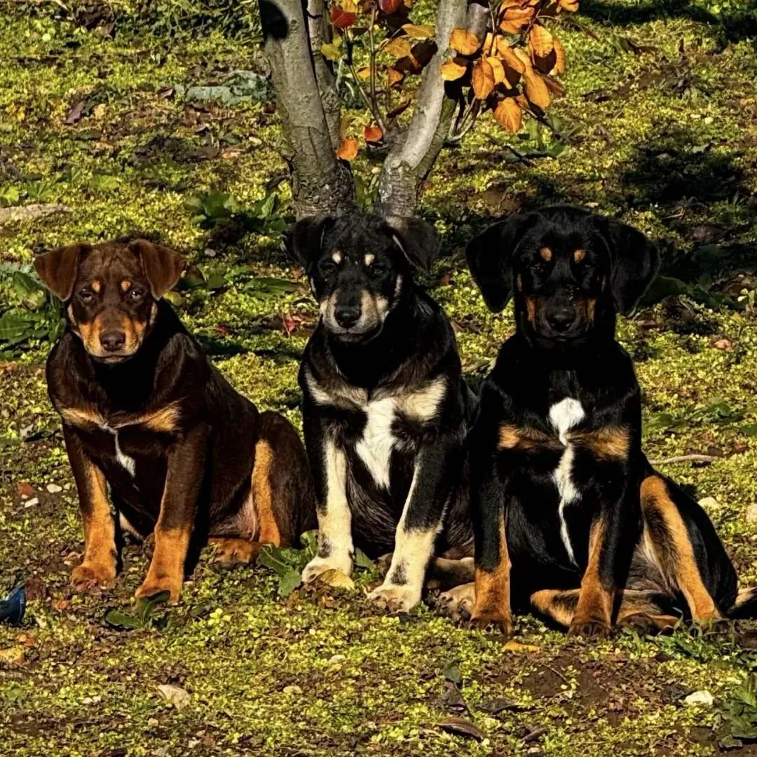 4 Mischlinge 
