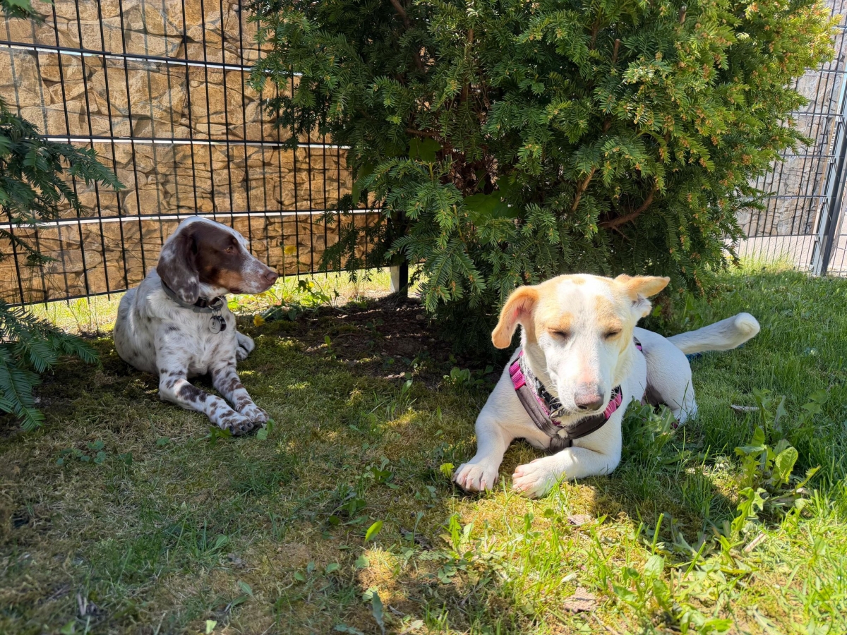 Berta Pflegestelle in Deutschland 