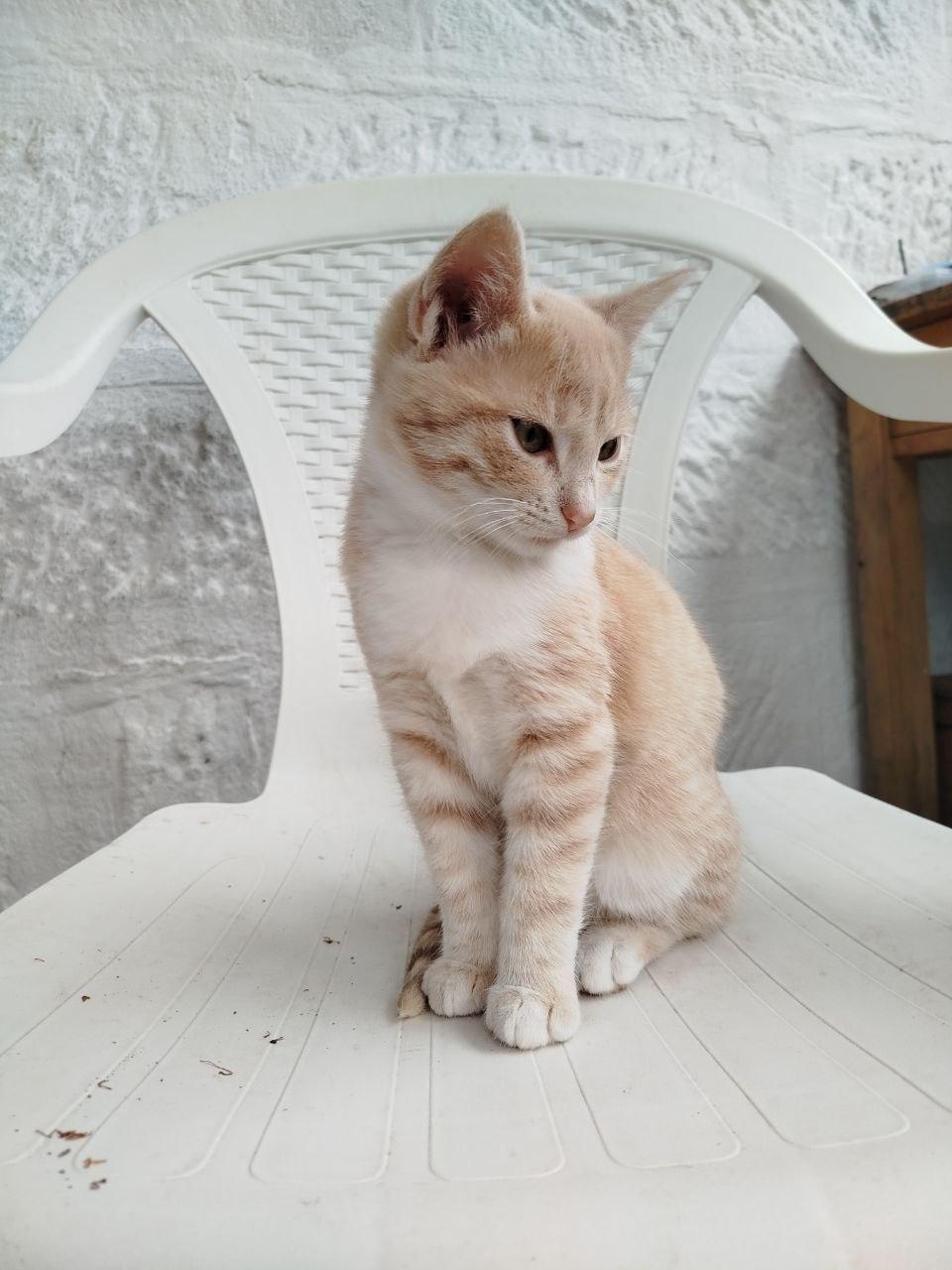 2 junge Katzen (m/w)