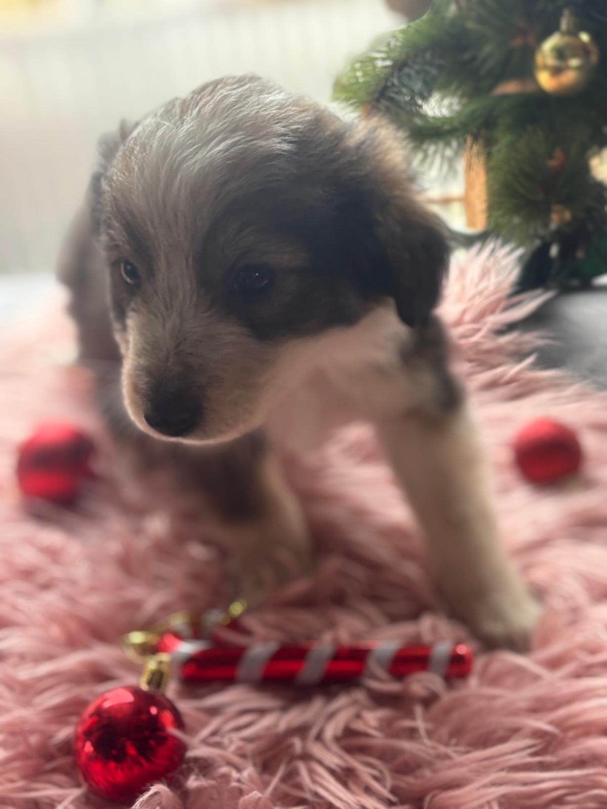 5 Welpen, 3 Rüden und 2 Hündinnen 