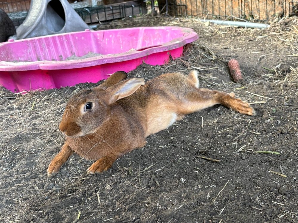 2 Hasenkaninchen