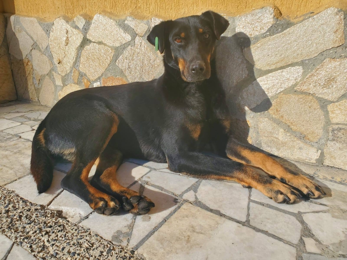 Nuts Dobermann Mix 