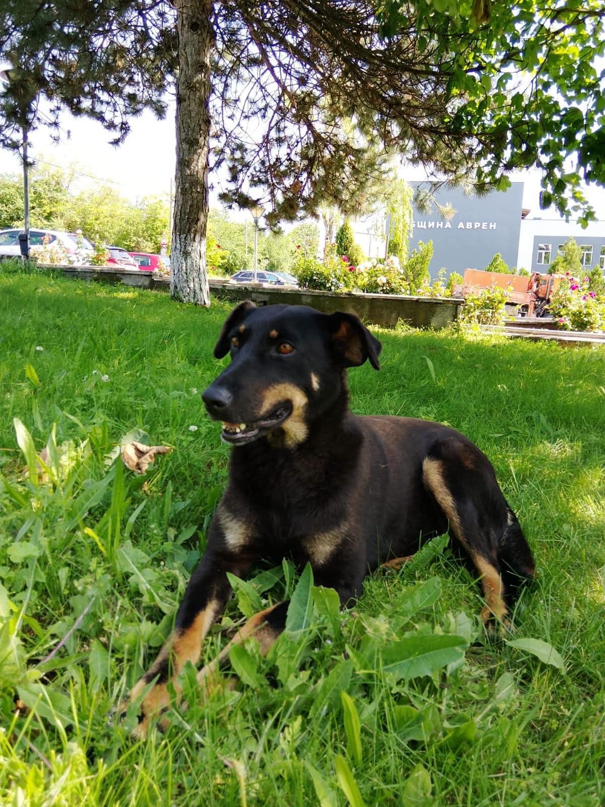 Nuts Dobermann Mix