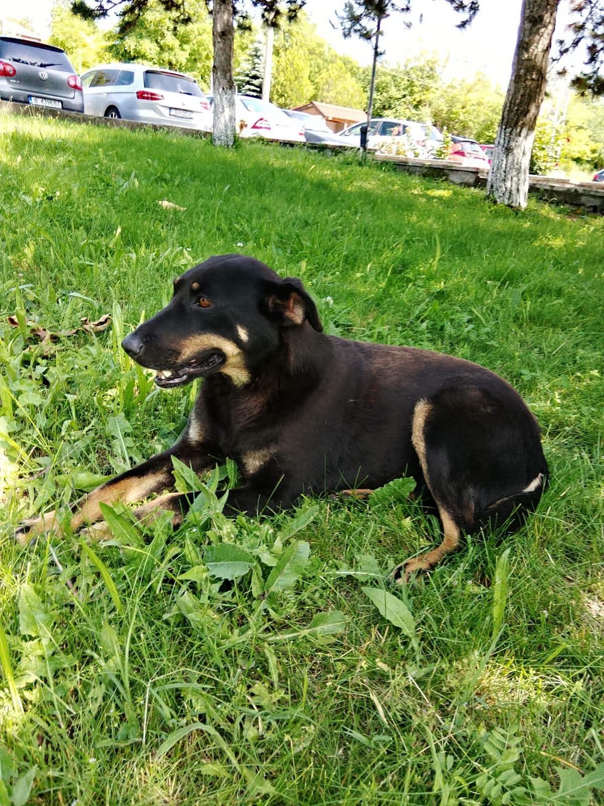 Nuts Dobermann Mix