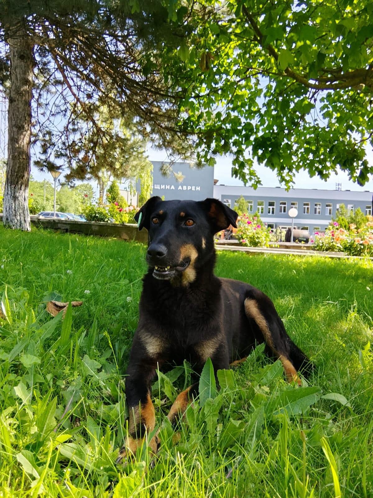Nuts Dobermann Mix 