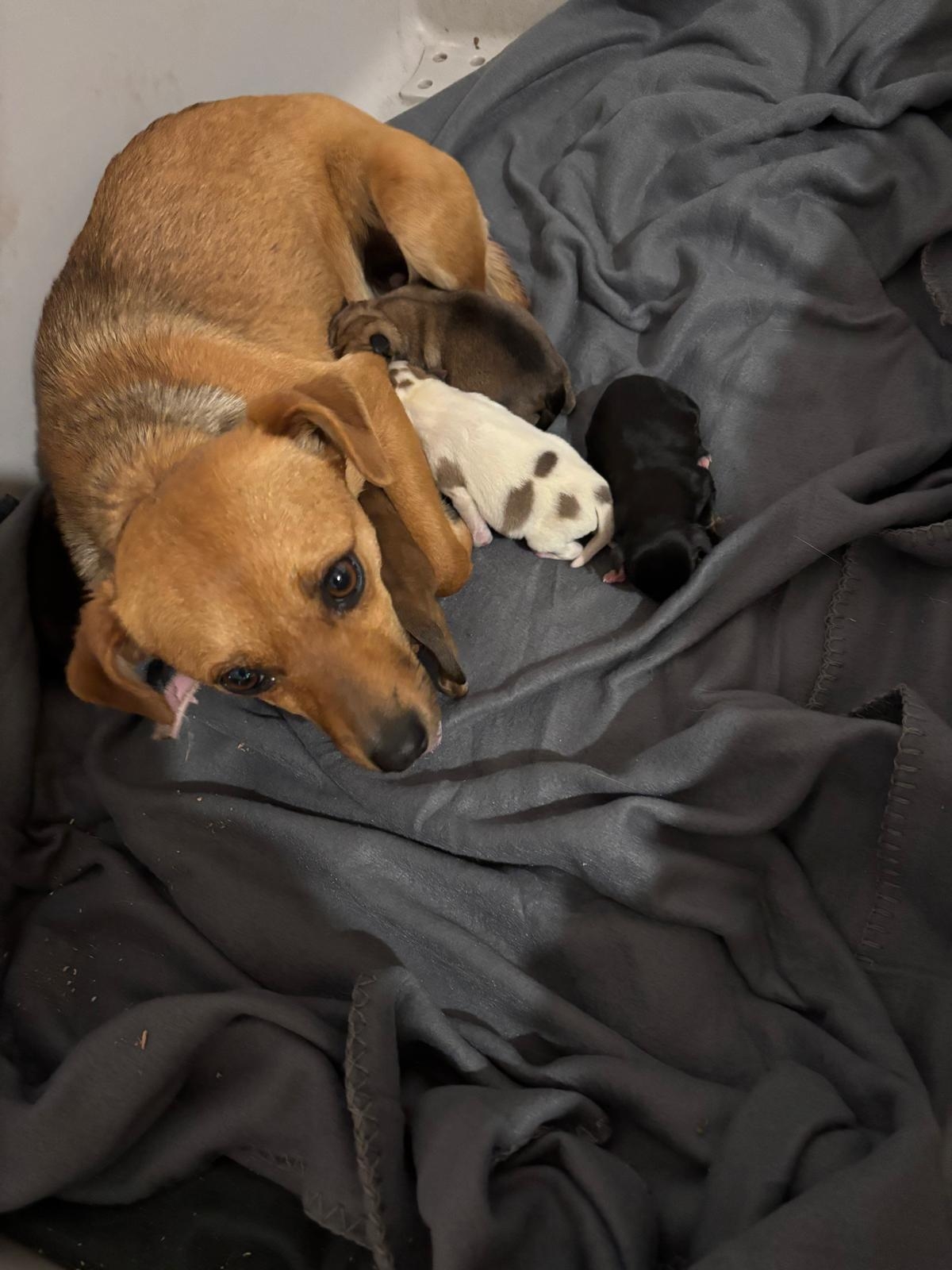 Nia Pinscher Mischlingsh&uuml;ndin 