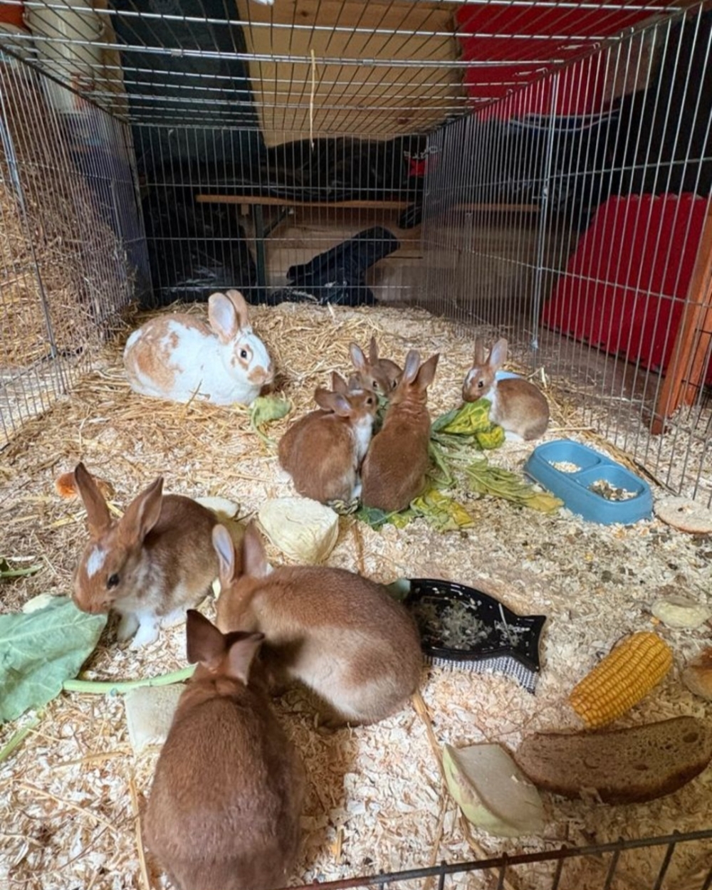 2 männliche Kaninchen Babys