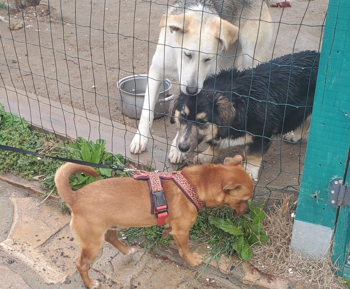 Mogli, kleiner Pinscher Mix