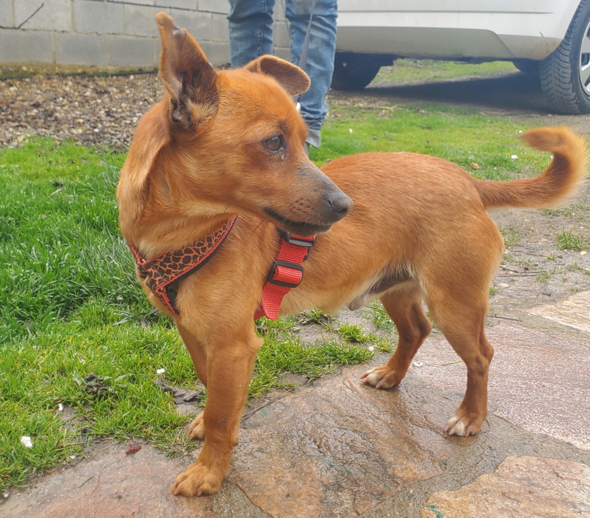 Mogli, kleiner Pinscher Mix