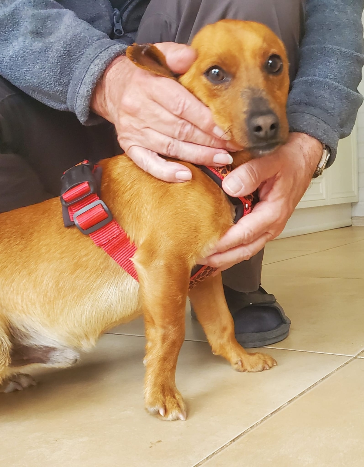 Mogli, kleiner Pinscher Mix