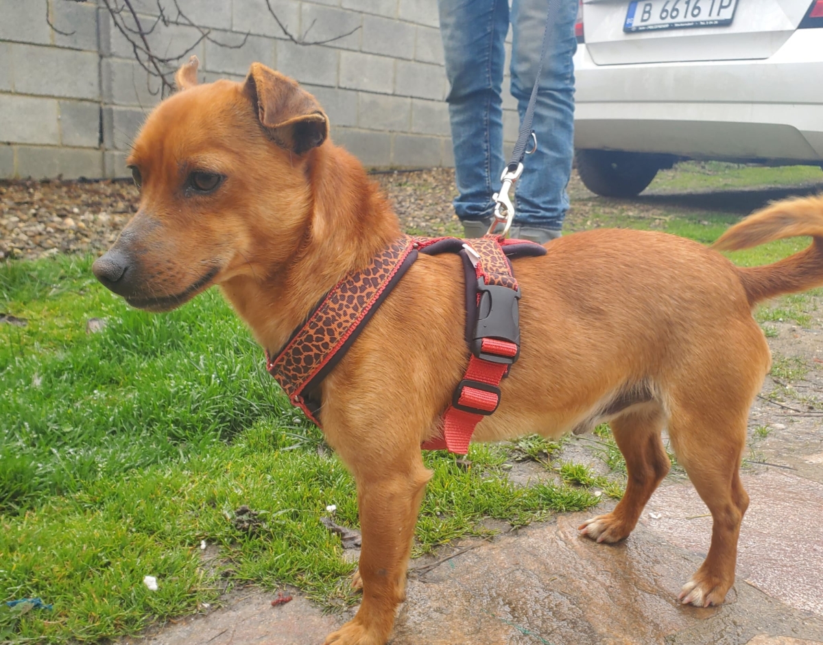 Mogli, kleiner Pinscher Mix