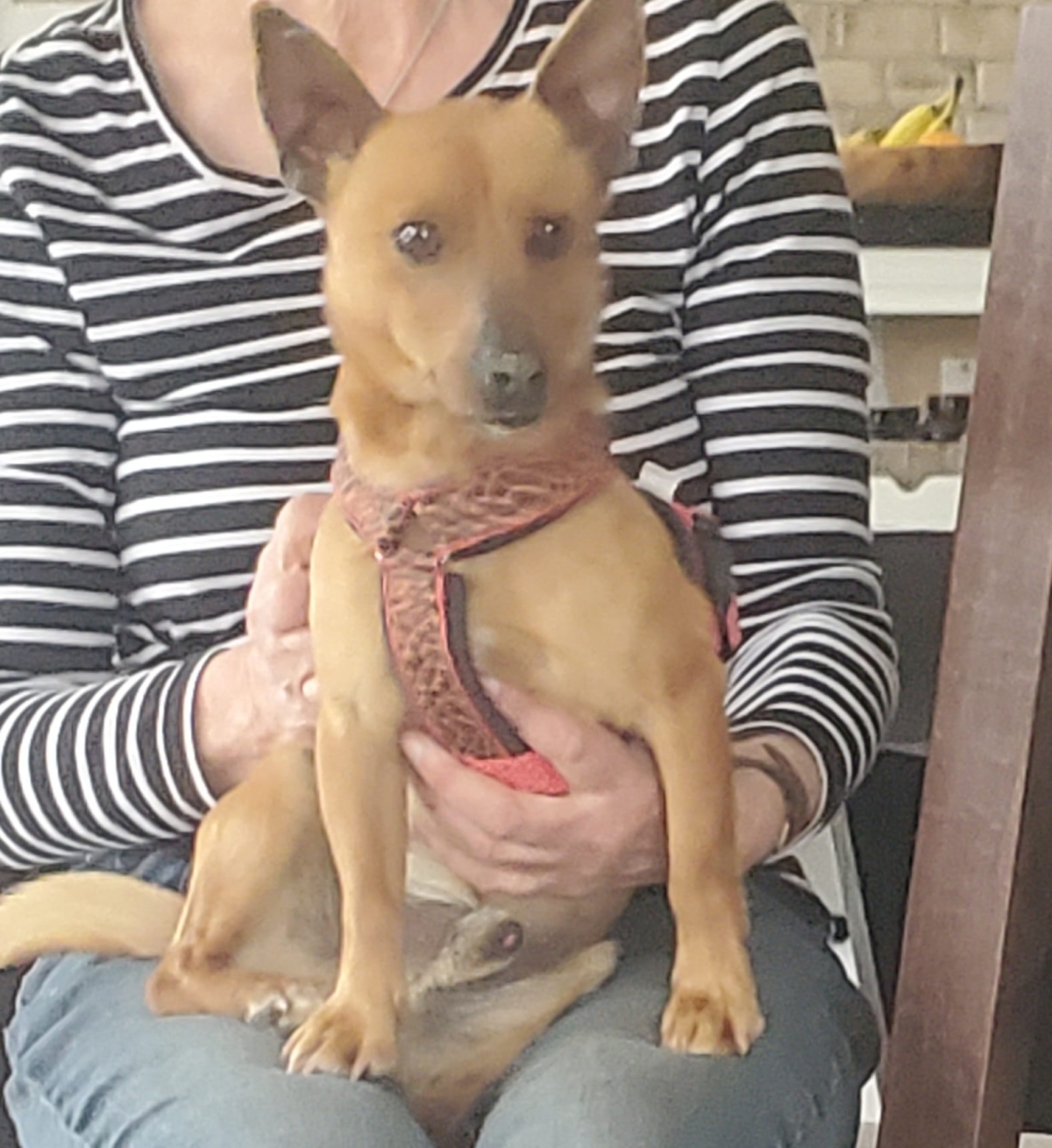 Mogli, kleiner Pinscher Mix