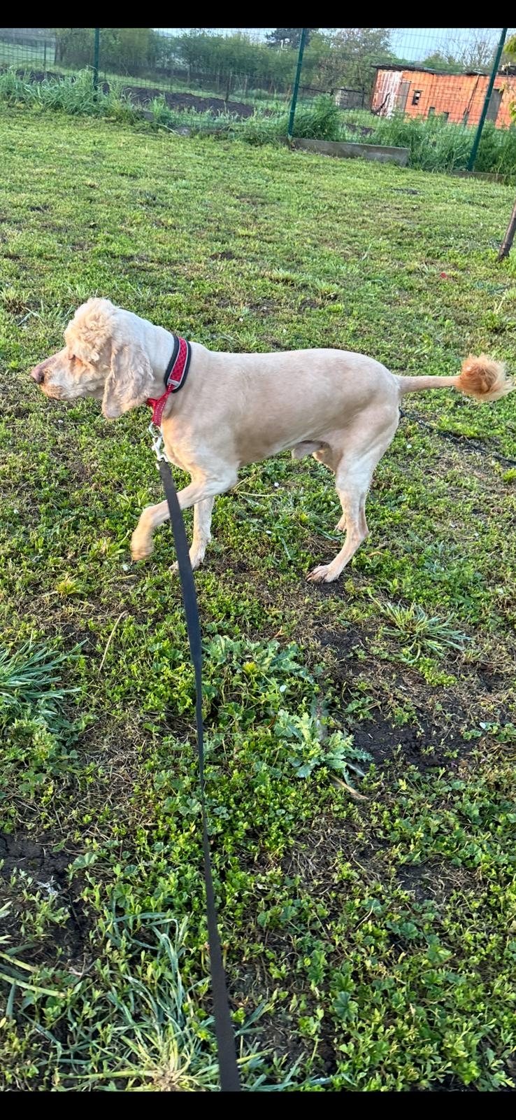 Emil Cocker Spaniel Pudel Mix