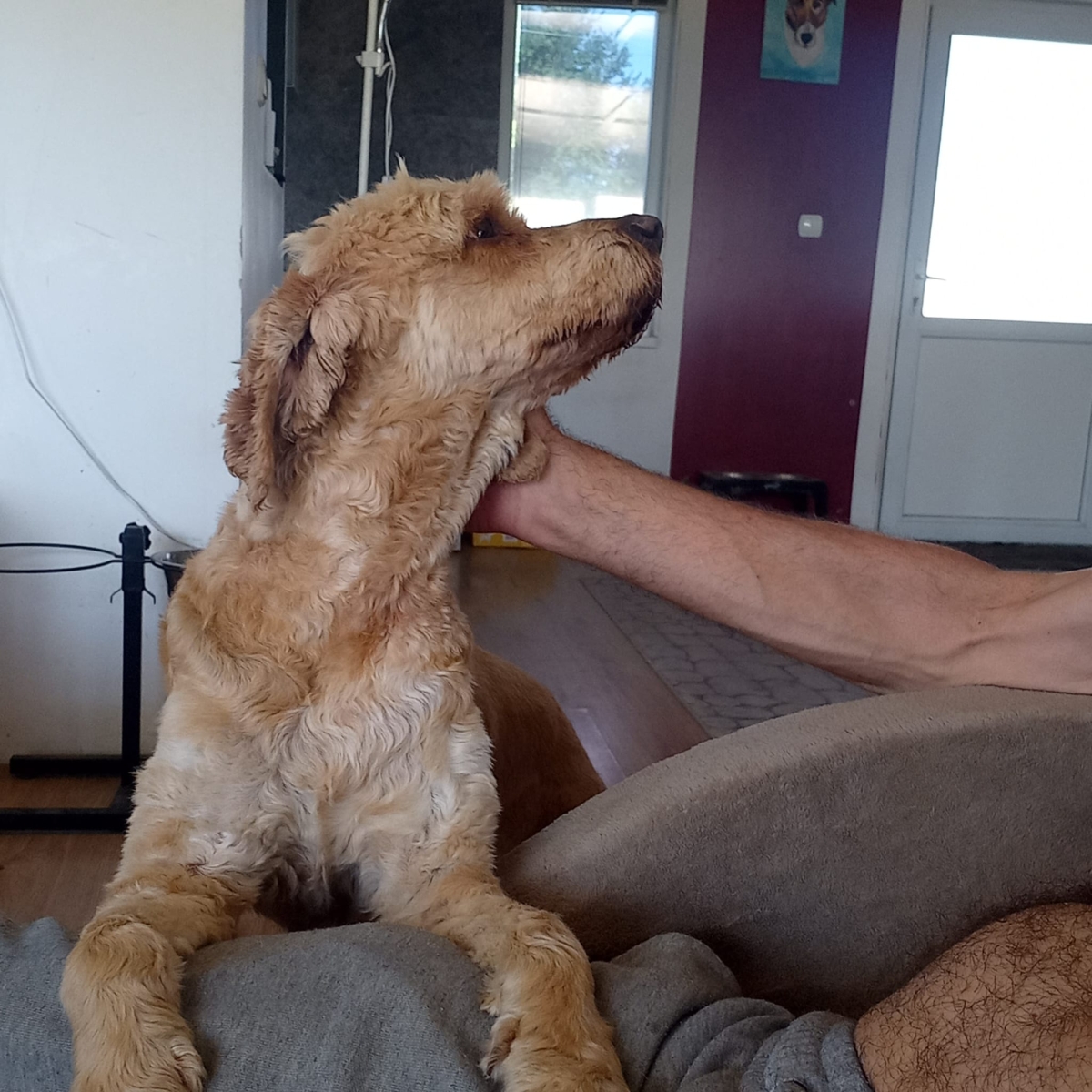 Emil Cocker Spaniel Pudel Mix