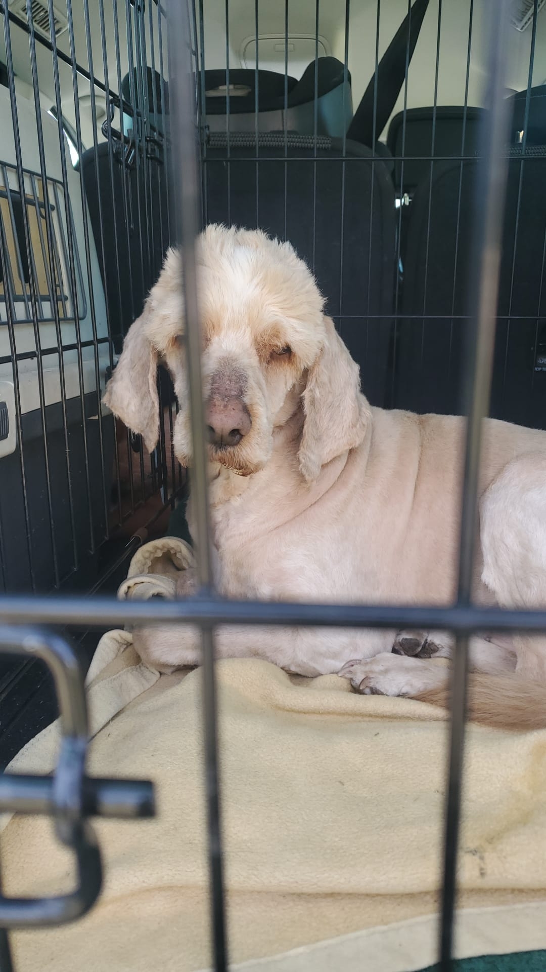 Emil Cocker Spaniel Lagotto Mix