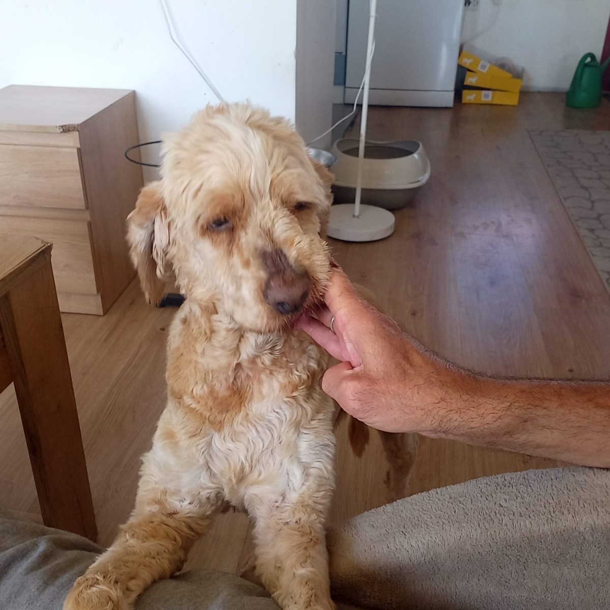 Emil Cocker Spaniel Pudel Mix 