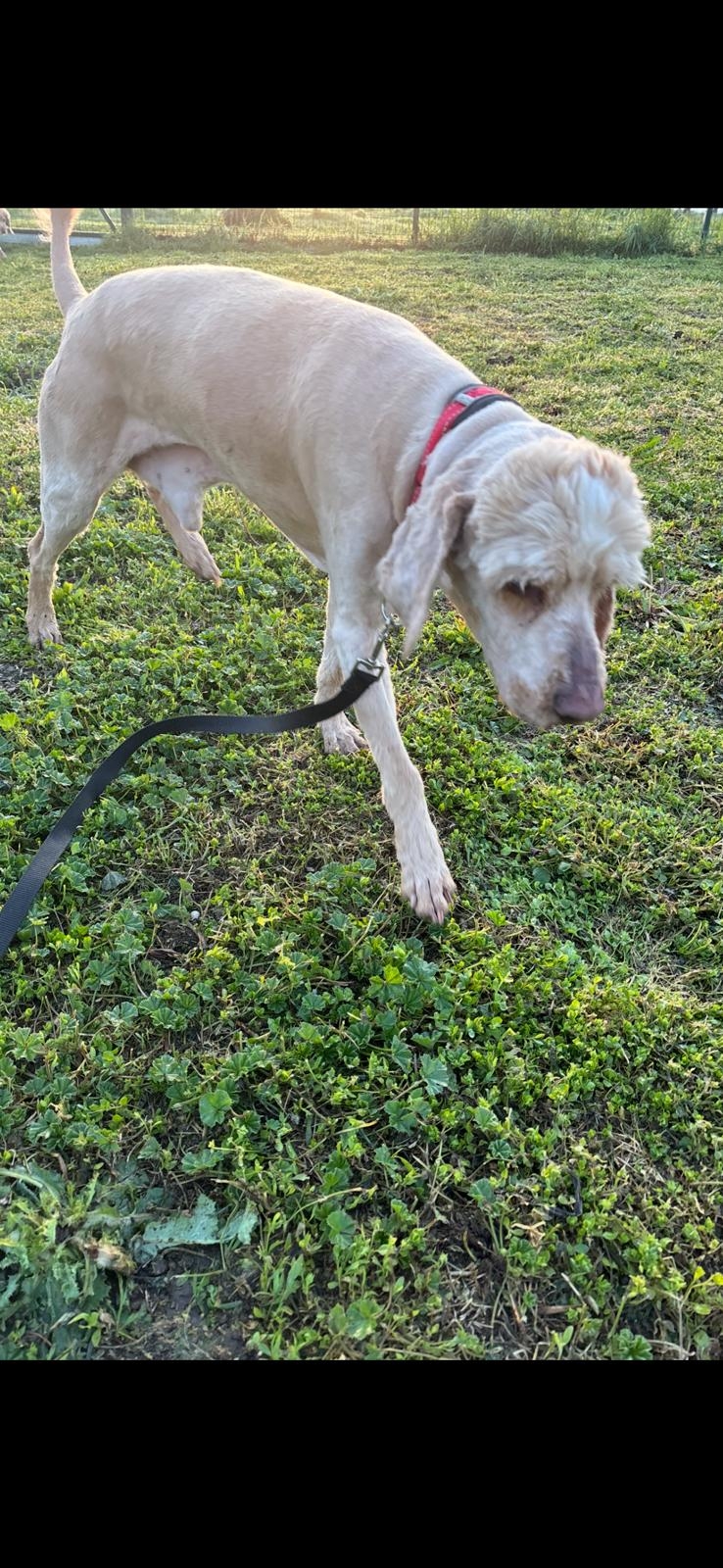 Emil Cocker Spaniel Pudel Mix