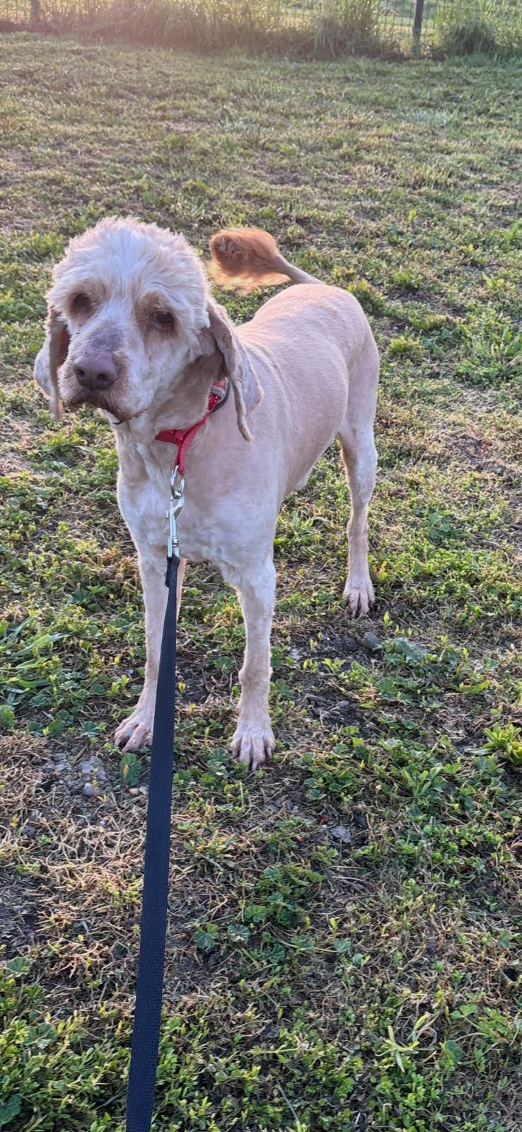 Emil Cocker Spaniel Pudel Mix
