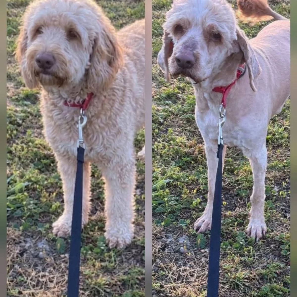 Emil Cocker Spaniel Pudel Mix