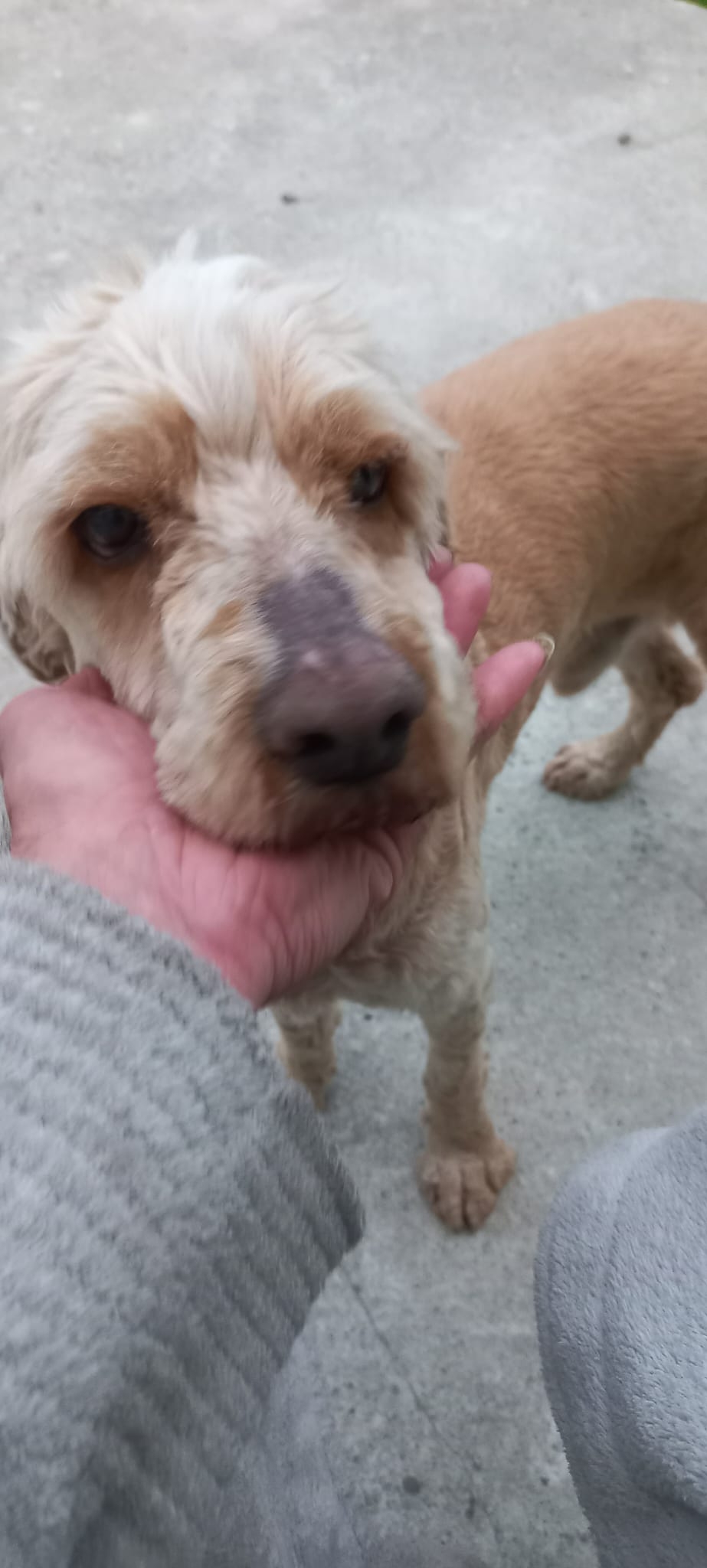 Emil Cocker Spaniel Pudel Mix