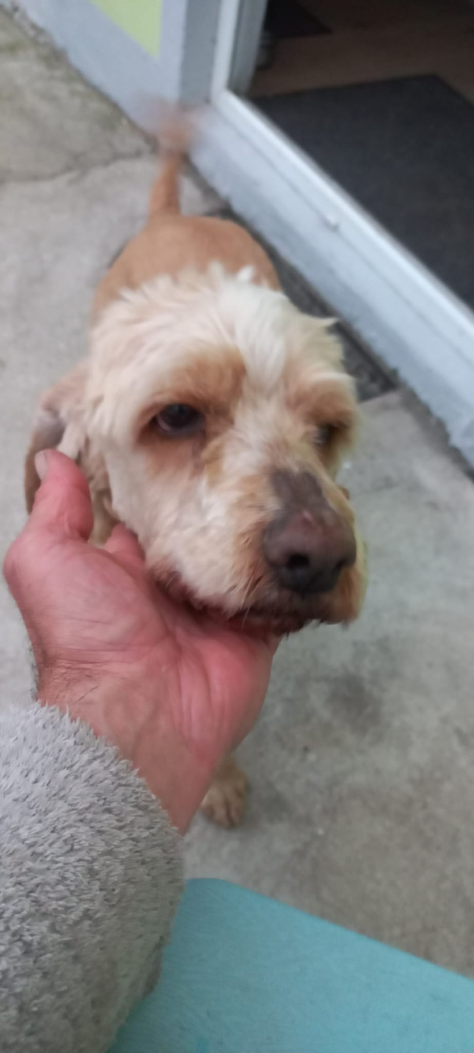 Emil Cocker Spaniel Pudel Mix