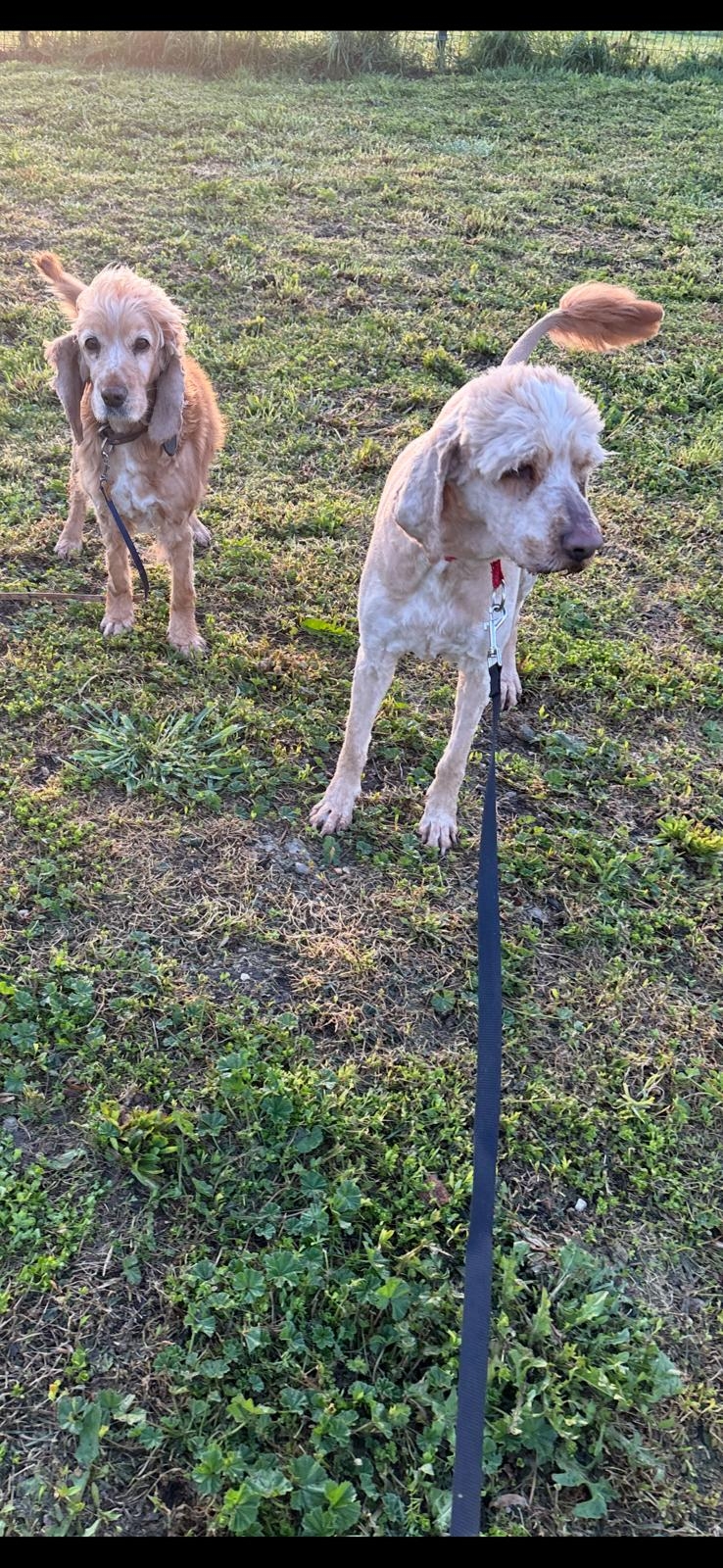 Emil Cocker Spaniel Pudel Mix