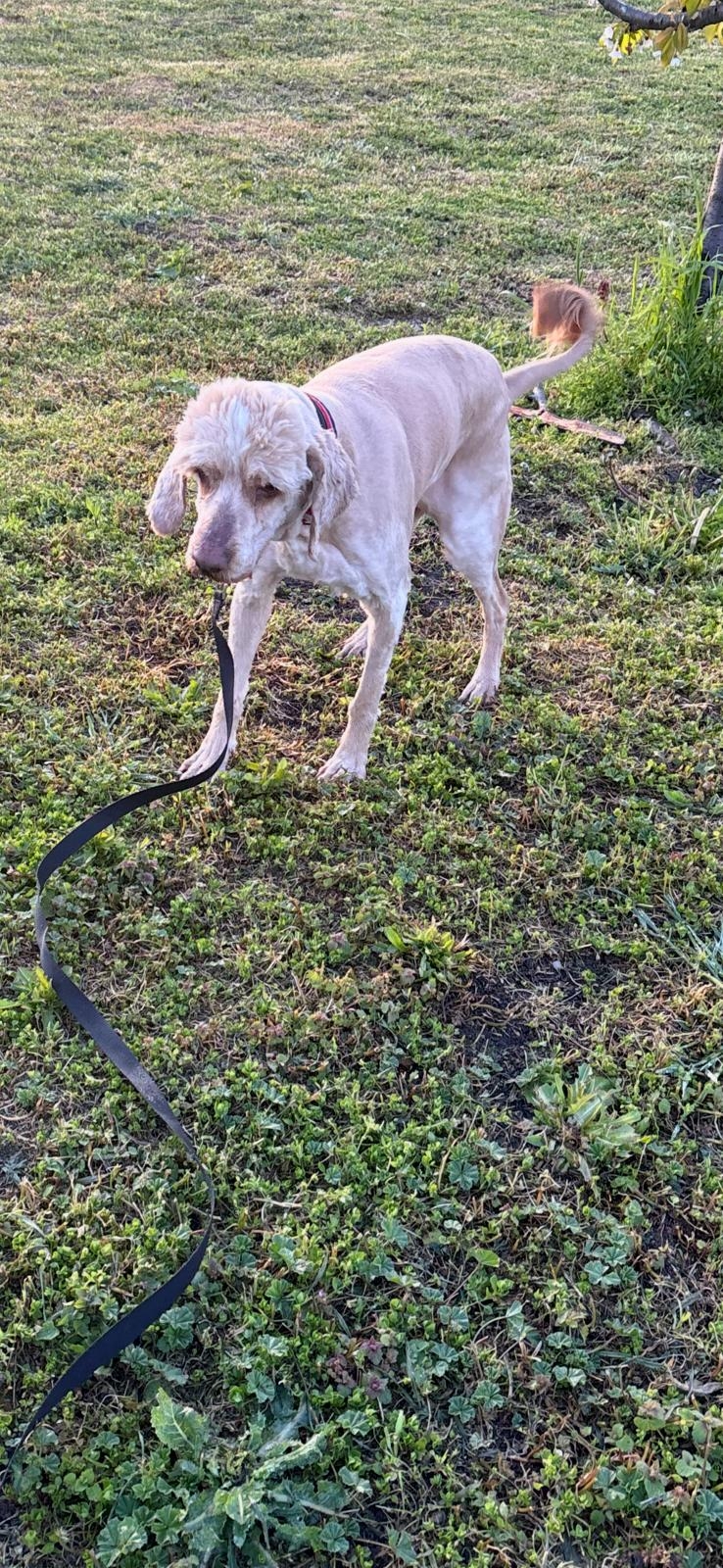 Emil Cocker Spaniel Pudel Mix