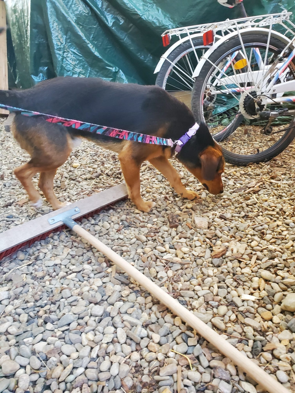 Balu