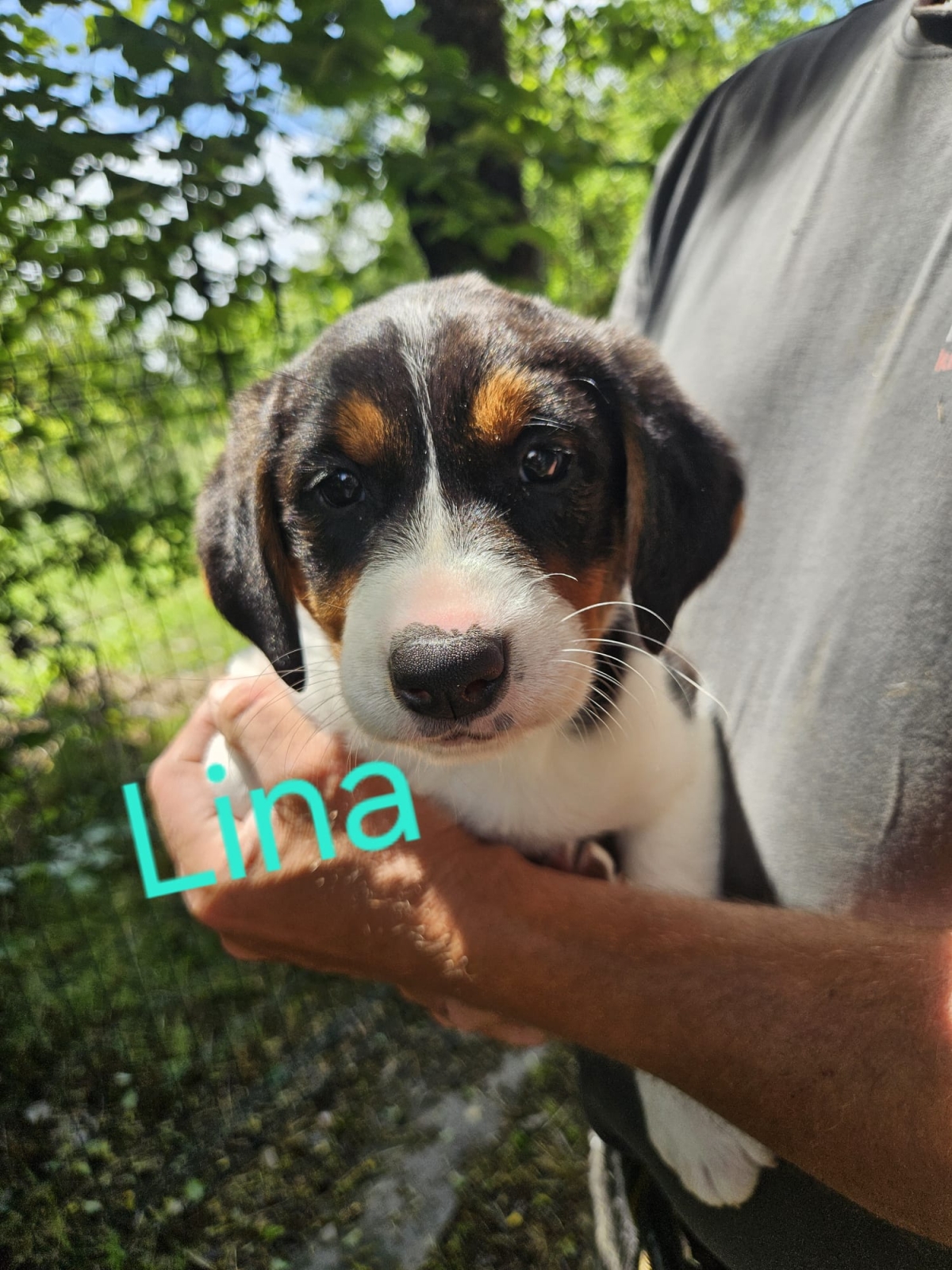 Lina