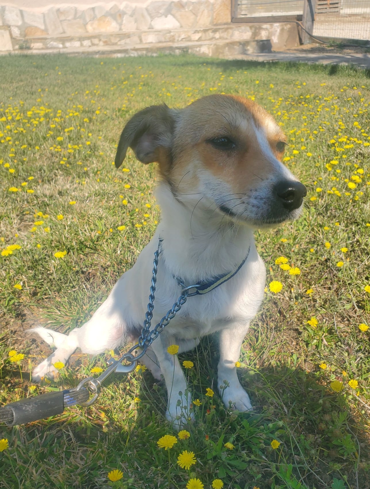 Dolly Jack Russel