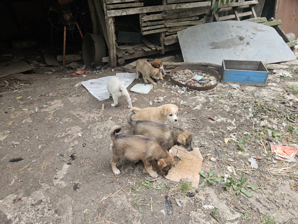 4 Welpen Rüden Finn Roi 2x NoName