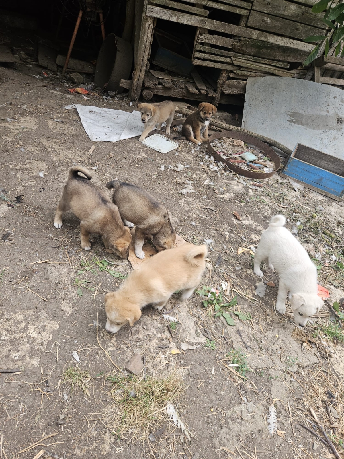 4 Welpen Rüden Finn Roi 2x NoName
