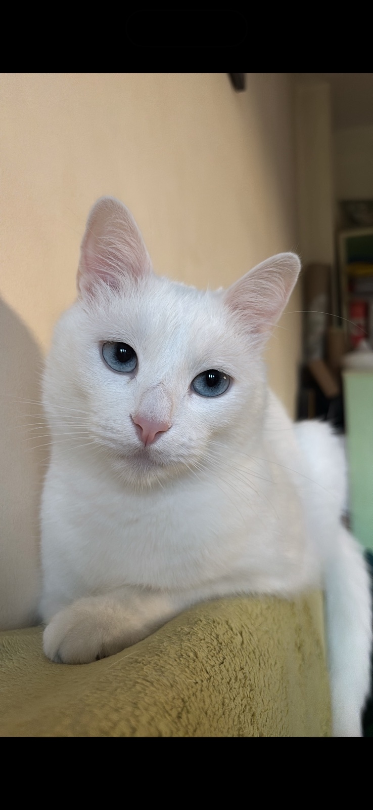 Bella