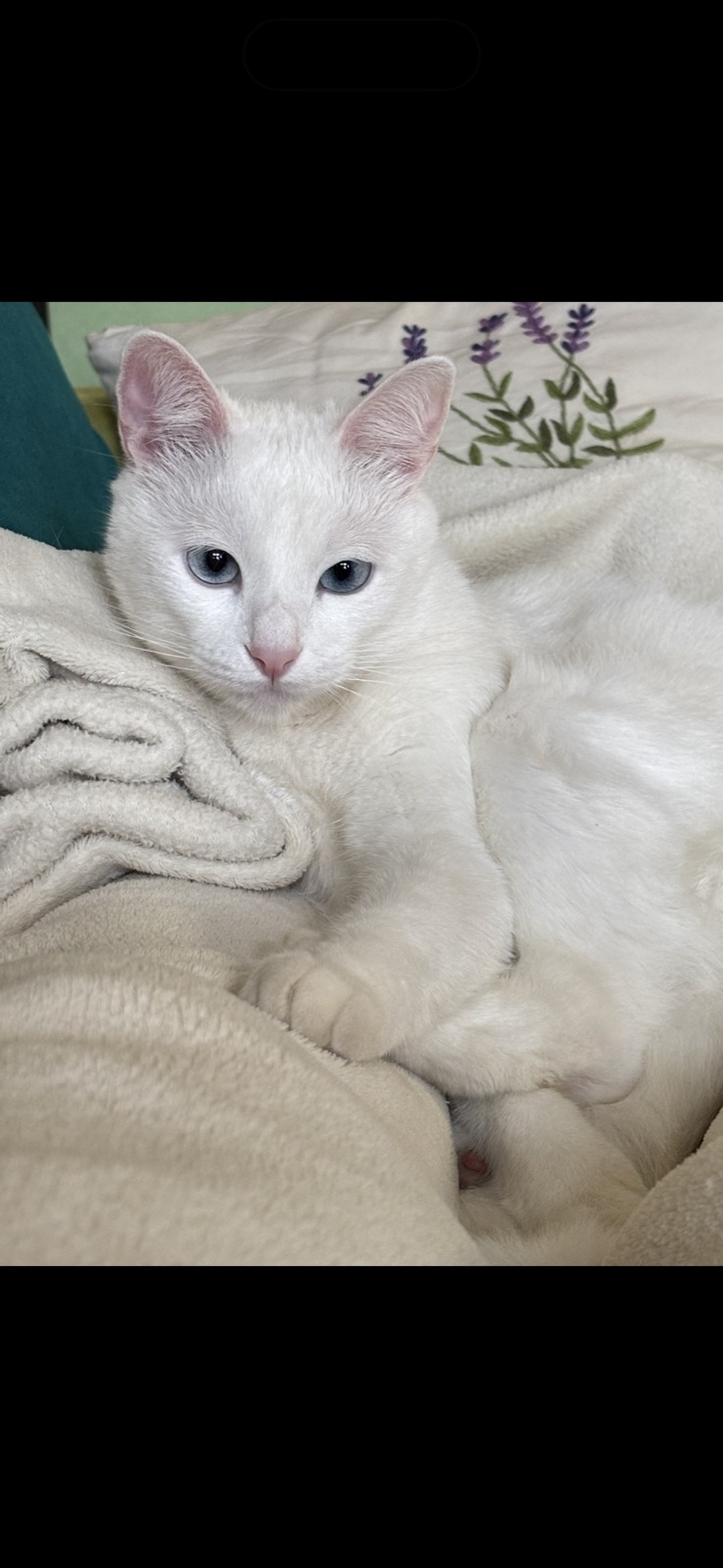 Bella