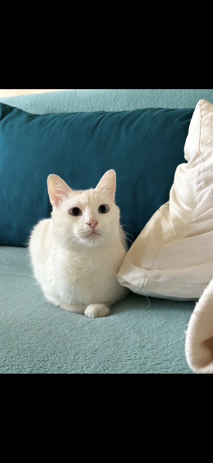 Bella