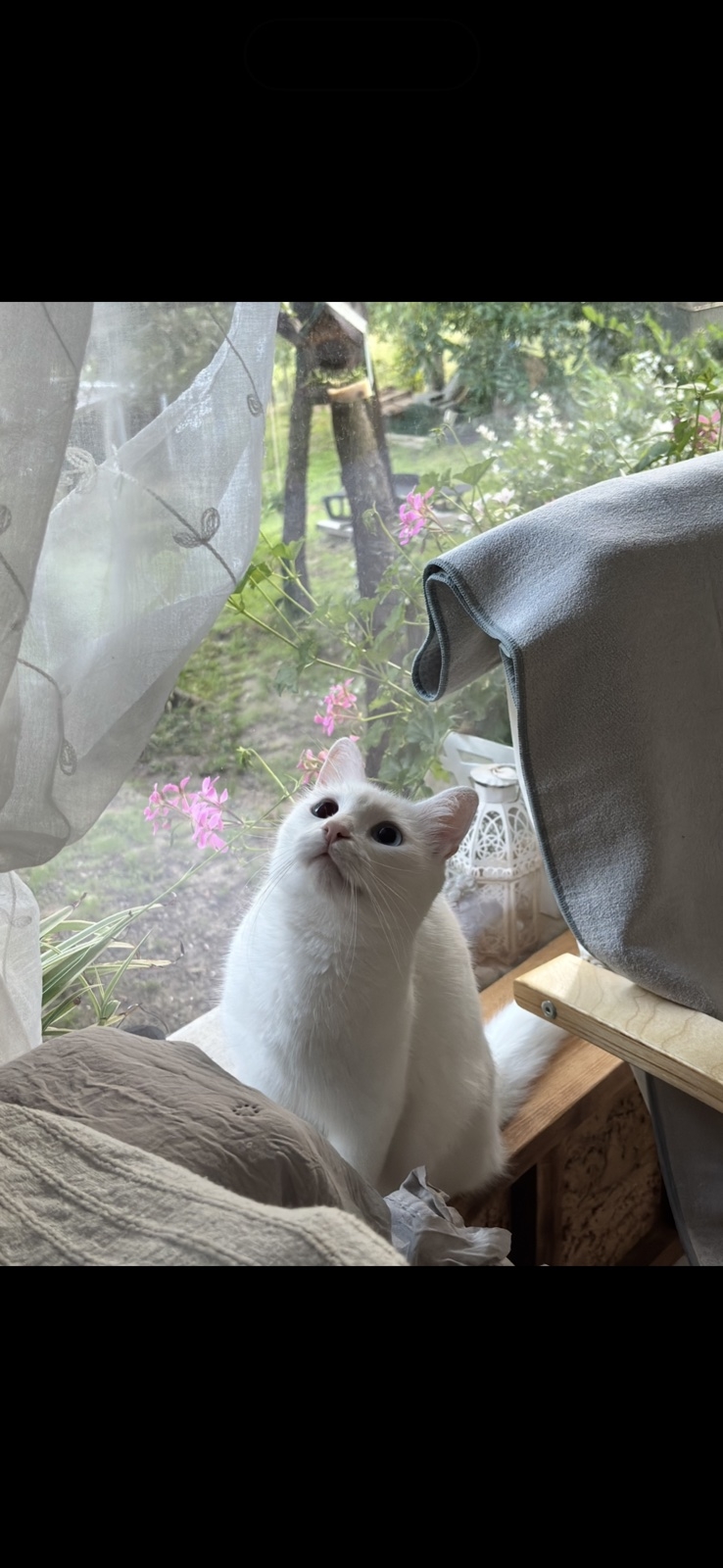 Bella