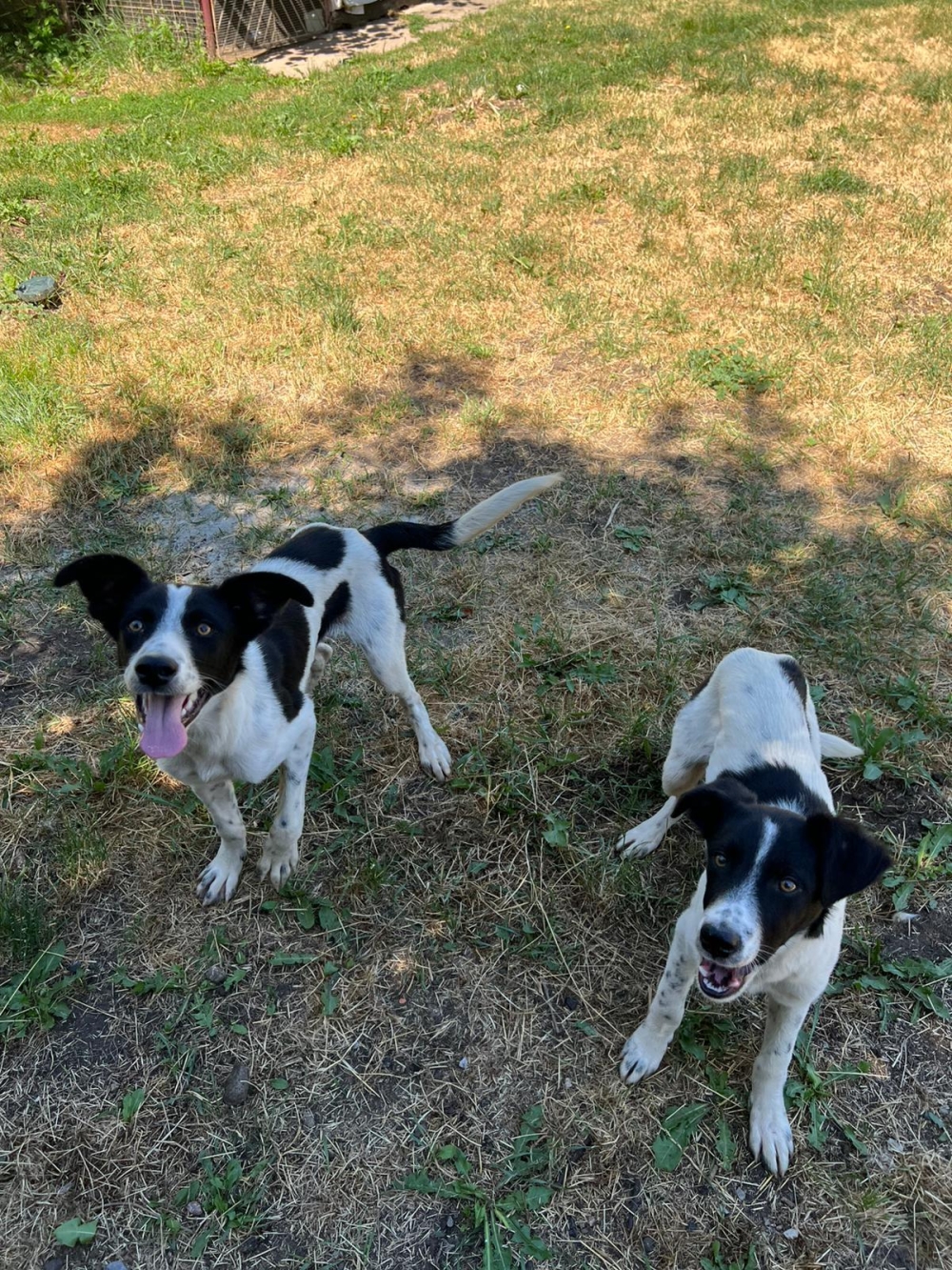 Max & Moritz