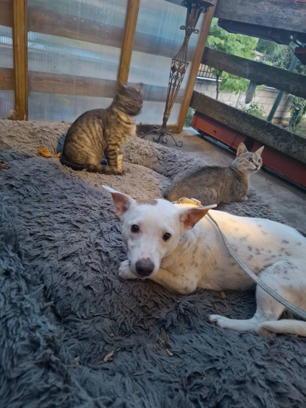 Belcho