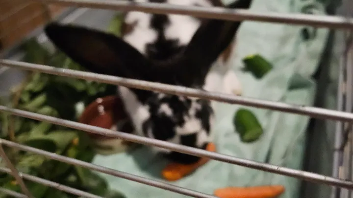 Tierarztkosten für ein Stallkaninchen in der Tierklinik