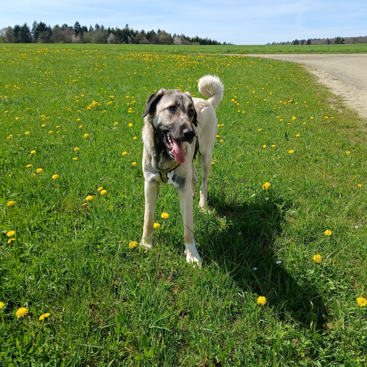 Shalee, Blinde Kangalhündin