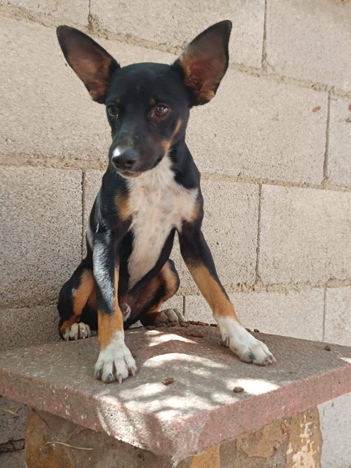Monti kleiner Pinscher 