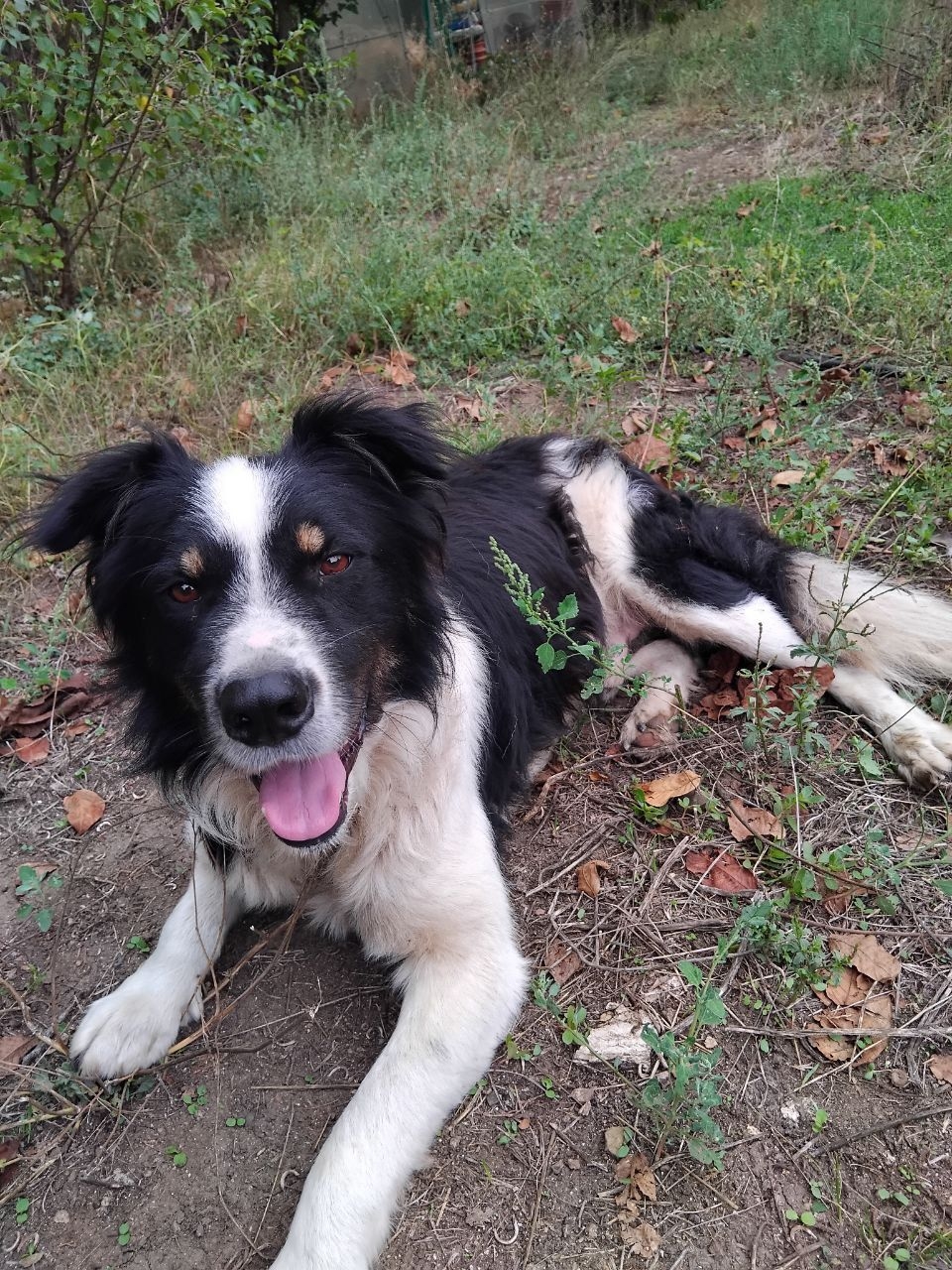 Bruno 