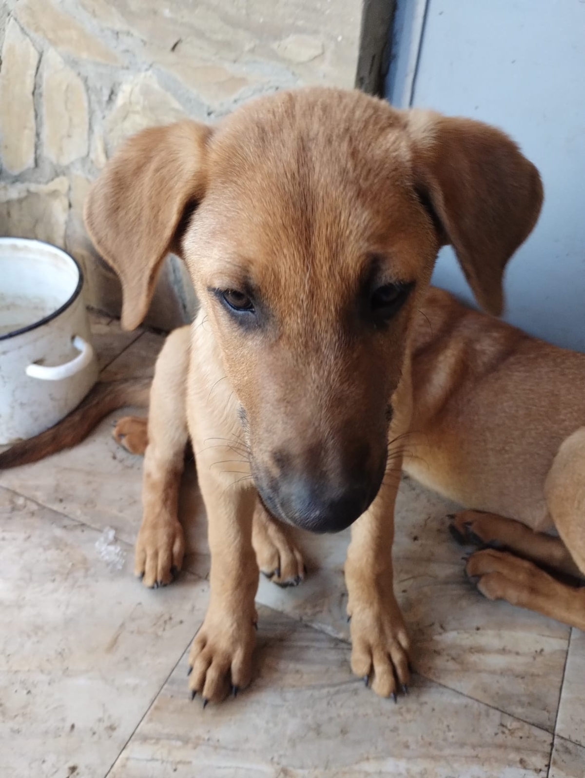 5 Schäferhund Mix Welpen