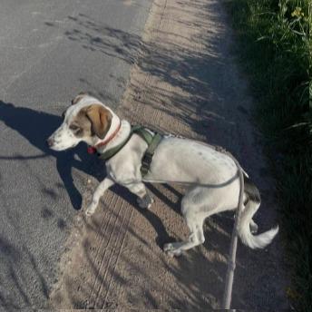 Henry in NRW