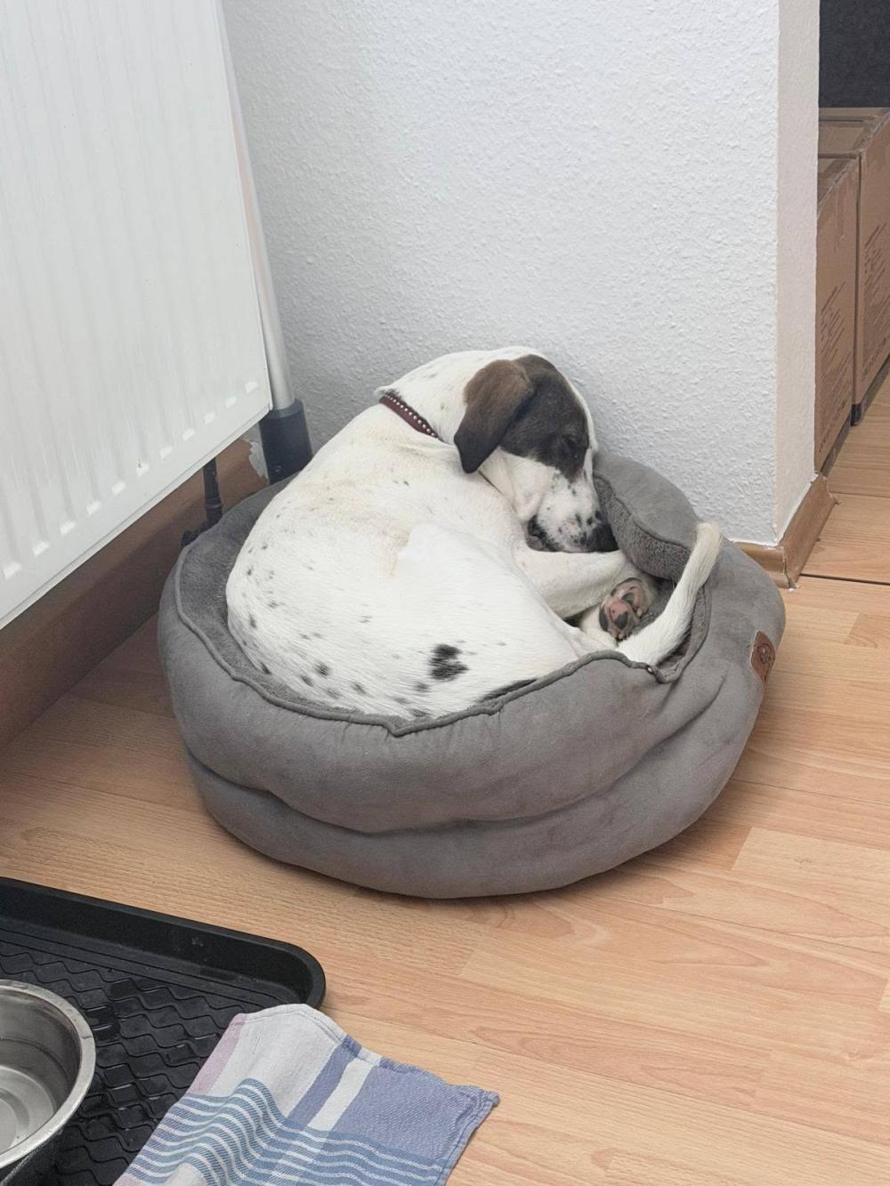 Henry in NRW