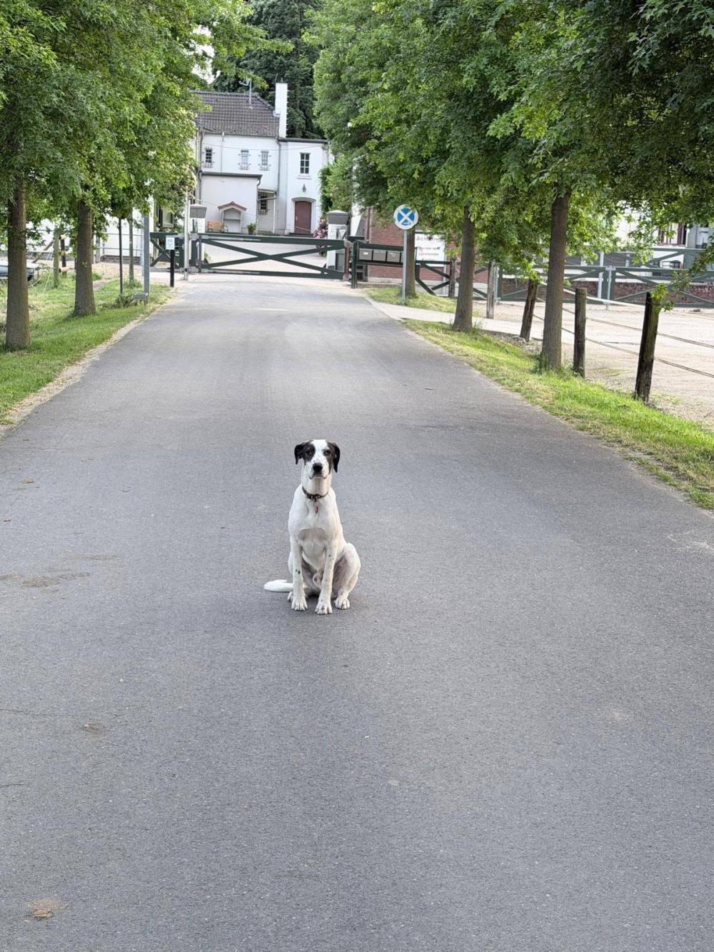 Henry in NRW
