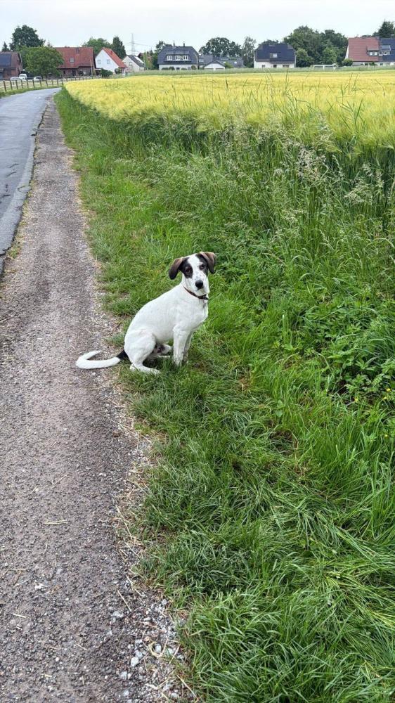 Henry in NRW