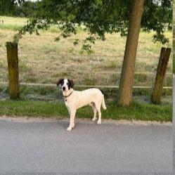 Henry in NRW