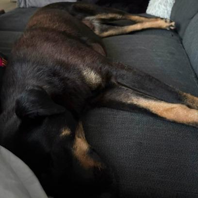 Nuts Dobermann Mix Pflegestelle NRW