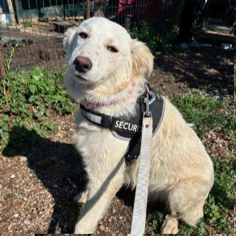 Snowy Golden Retriever Mix